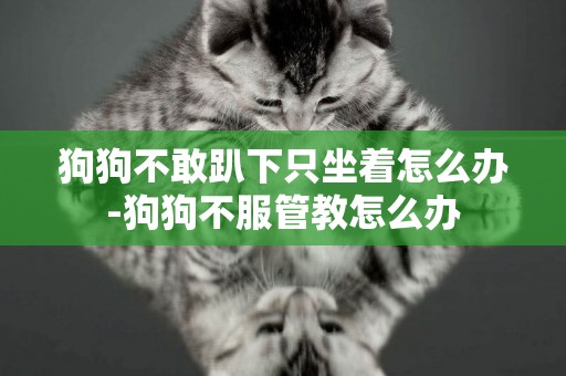 狗狗不敢趴下只坐著怎么辦-狗狗不服管教怎么辦