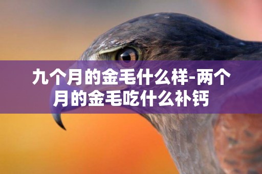九個月的金毛什么樣-兩個月的金毛吃什么補鈣