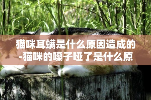 貓咪耳螨是什么原因造成的-貓咪的嗓子啞了是什么原因造成的