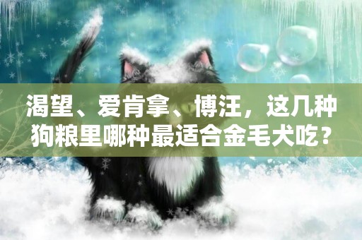 渴望、愛肯拿、博汪，這幾種狗糧里哪種最適合金毛犬吃？