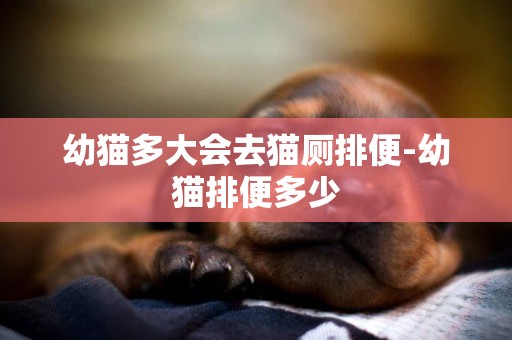 幼貓多大會去貓廁排便-幼貓排便多少