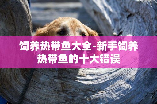 飼養熱帶魚大全-新手飼養熱帶魚的十大錯誤