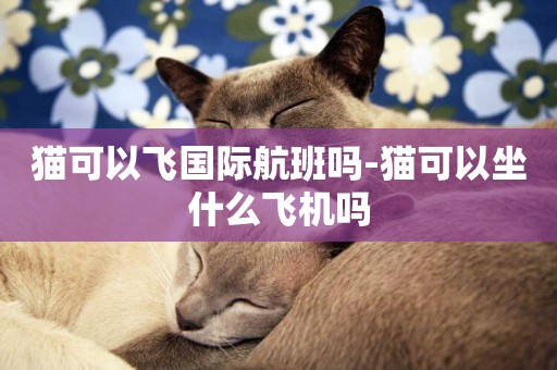 貓可以飛國際航班嗎-貓可以坐什么飛機嗎