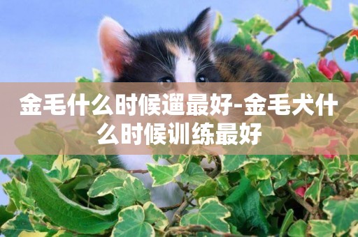金毛什么時候遛最好-金毛犬什么時候訓練最好