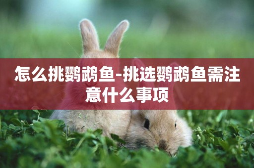 怎么挑鸚鵡魚-挑選鸚鵡魚需注意什么事項