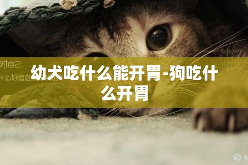 幼犬吃什么能開胃-狗吃什么開胃
