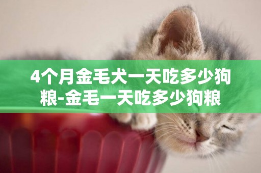 4個月金毛犬一天吃多少狗糧-金毛一天吃多少狗糧