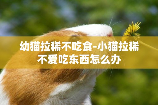 幼貓拉稀不吃食-小貓拉稀不愛吃東西怎么辦