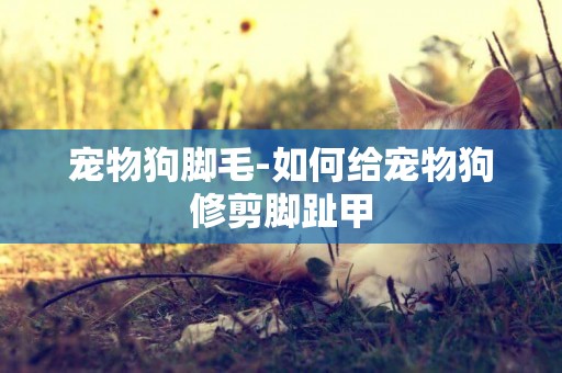 寵物狗腳毛-如何給寵物狗修剪腳趾甲