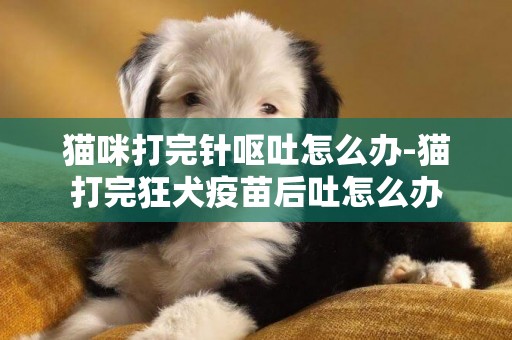 貓咪打完針嘔吐怎么辦-貓打完狂犬疫苗后吐怎么辦