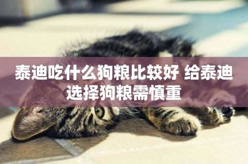 泰迪吃什么狗糧比較好 給泰迪選擇狗糧需慎重