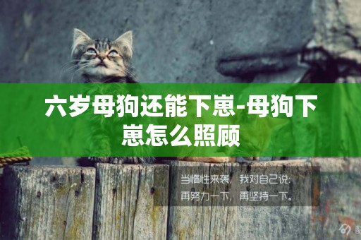 六歲母狗還能下崽-母狗下崽怎么照顧