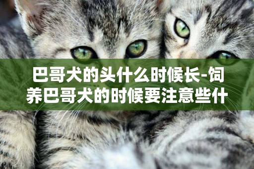 巴哥犬的頭什么時候長-飼養巴哥犬的時候要注意些什么