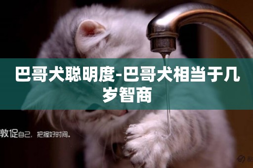 巴哥犬聰明度-巴哥犬相當于幾歲智商