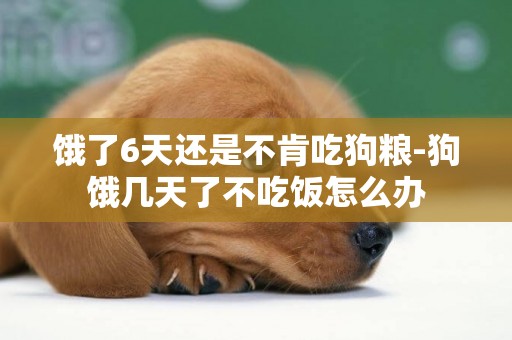 餓了6天還是不肯吃狗糧-狗餓幾天了不吃飯怎么辦