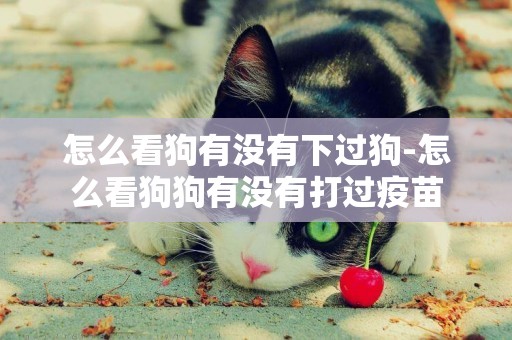 怎么看狗有沒有下過狗-怎么看狗狗有沒有打過疫苗