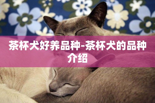 茶杯犬好養品種-茶杯犬的品種介紹