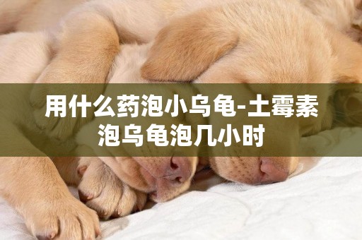 用什么藥泡小烏龜-土霉素泡烏龜泡幾小時