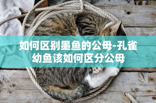如何區別墨魚的公母-孔雀幼魚該如何區分公母