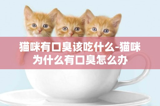 貓咪有口臭該吃什么-貓咪為什么有口臭怎么辦