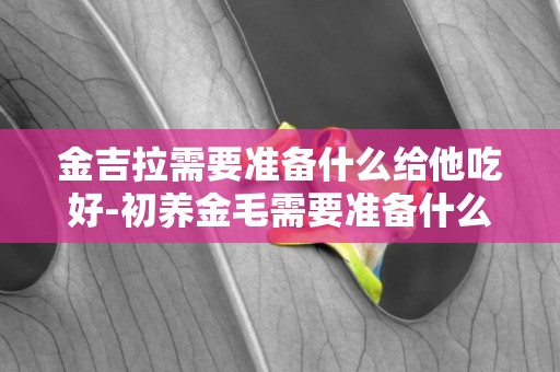 金吉拉需要準備什么給他吃好-初養金毛需要準備什么