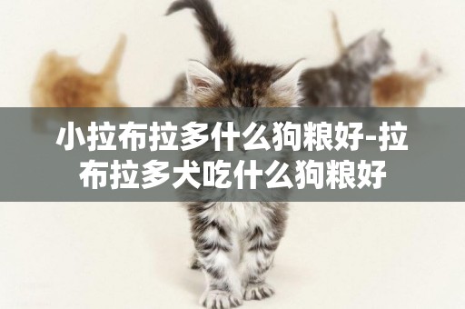 小拉布拉多什么狗糧好-拉布拉多犬吃什么狗糧好