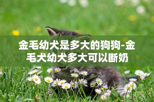 金毛幼犬是多大的狗狗-金毛犬幼犬多大可以斷奶