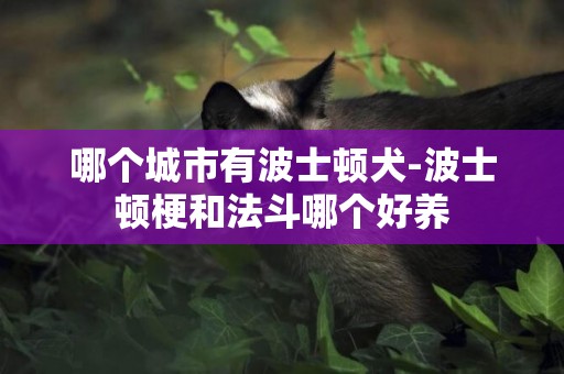 哪個城市有波士頓犬-波士頓梗和法斗哪個好養