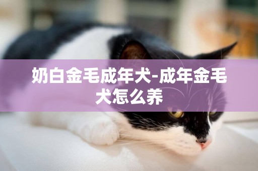 奶白金毛成年犬-成年金毛犬怎么養