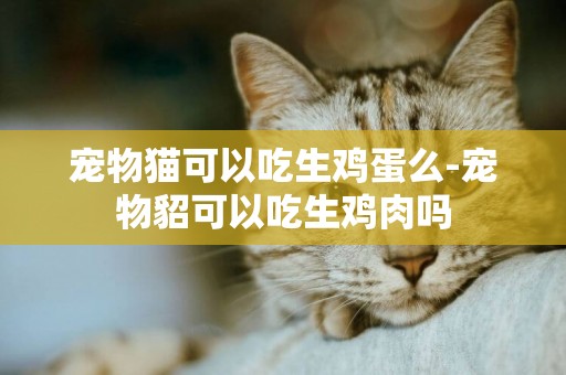 寵物貓可以吃生雞蛋么-寵物貂可以吃生雞肉嗎