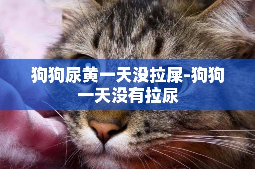狗狗尿黃一天沒拉屎-狗狗一天沒有拉尿