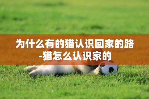 為什么有的貓認識回家的路-貓怎么認識家的