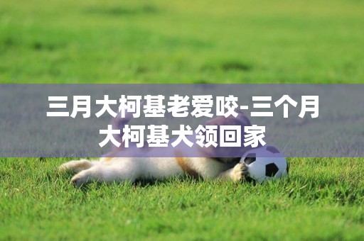 三月大柯基老愛咬-三個月大柯基犬領回家