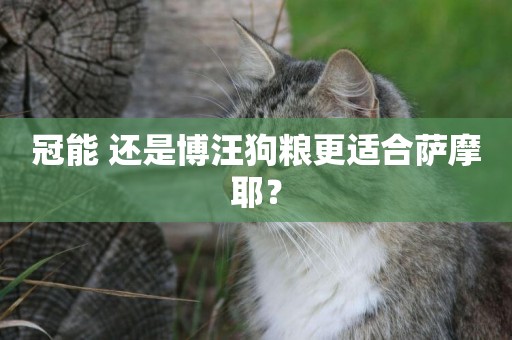 冠能 還是博汪狗糧更適合薩摩耶？