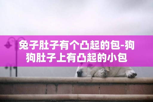 兔子肚子有個凸起的包-狗狗肚子上有凸起的小包