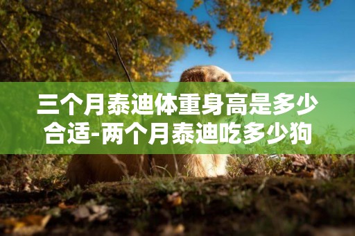 三個月泰迪體重身高是多少合適-兩個月泰迪吃多少狗糧合適