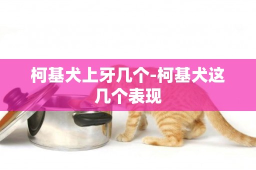 柯基犬上牙幾個-柯基犬這幾個表現