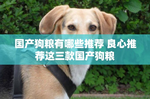 國產狗糧有哪些推薦 良心推薦這三款國產狗糧