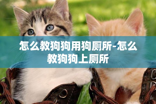 怎么教狗狗用狗廁所-怎么教狗狗上廁所