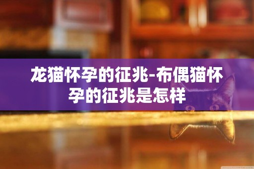 龍貓懷孕的征兆-布偶貓懷孕的征兆是怎樣
