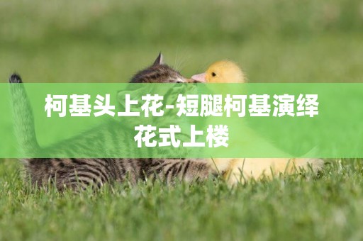 柯基頭上花-短腿柯基演繹花式上樓