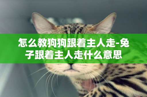 怎么教狗狗跟著主人走-兔子跟著主人走什么意思