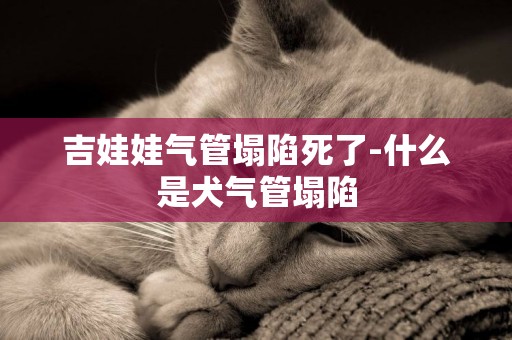 吉娃娃氣管塌陷死了-什么是犬氣管塌陷