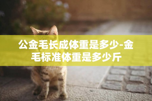 公金毛長成體重是多少-金毛標準體重是多少斤