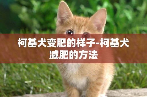 柯基犬變肥的樣子-柯基犬減肥的方法