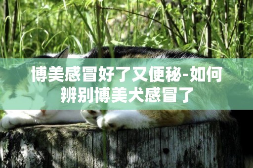 博美感冒好了又便秘-如何辨別博美犬感冒了