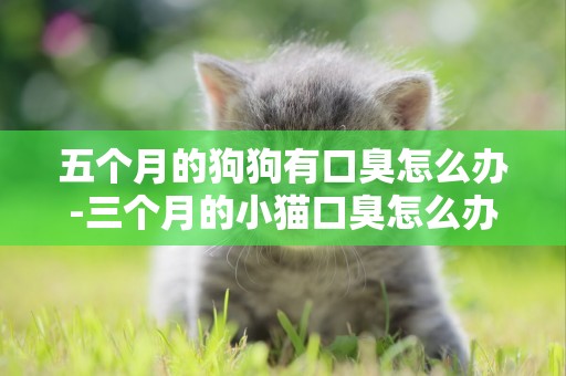 五個月的狗狗有口臭怎么辦-三個月的小貓口臭怎么辦