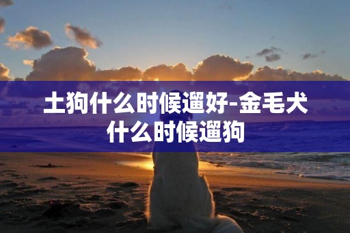 土狗什么時候遛好-金毛犬什么時候遛狗