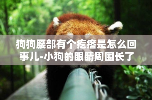 狗狗腰部有個疙瘩是怎么回事兒-小狗的眼睛周圍長了個紅疙瘩是怎么回事