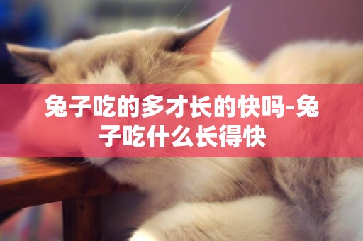 兔子吃的多才長的快嗎-兔子吃什么長得快